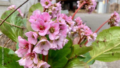 Pink bergenia stracheyi in flower beds