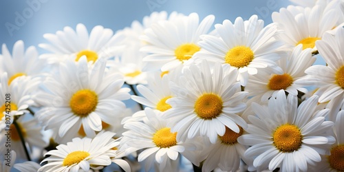 beautiful white daisy flowers in full bloom