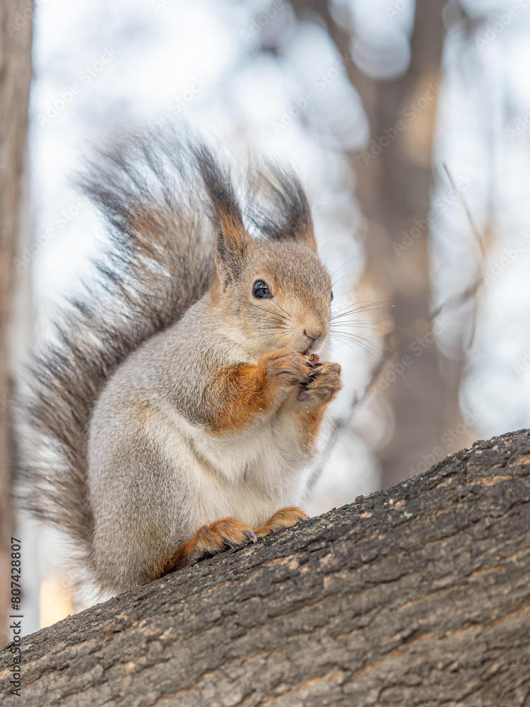 The squirrel with nut sits on tree in the winter or late autumn The squirrel with nut sits on tree in the winter or late autumn