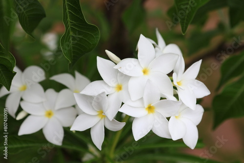 Plumeria Pudica (Bridal Bouquet Plumeria, White Frangipani, Fiddle Leaf Plumeria) , This profuse bloomer has leaves in the shape of a cobra's hood, and its flowers are white with a yellow center