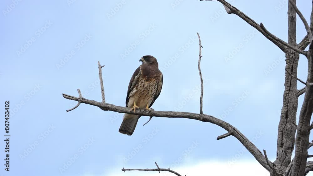 Swainson's Hawk perched in a tree as it looks around during spring in Utah.