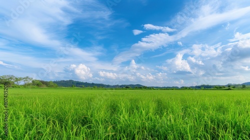 Lush green meadow background, sunny weather