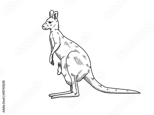 illustration of a kangaroo