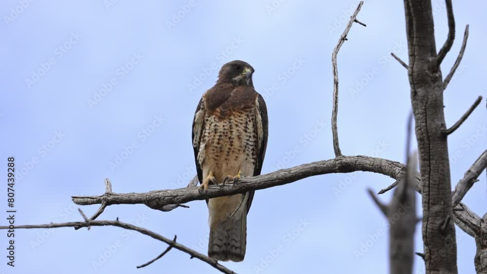 Close up of a Swainson's Hawk perched in a tree in Utah during spring. Close up of a Swainson's Hawk perched in a tree in Utah during spring.