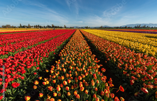 Tulip field in Skagit Valley, Washington - Roozengaarde photo