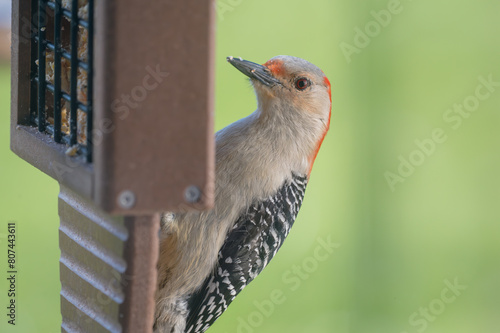 Close-up Red-bellied Woodpecker at Feeder Melanerpes carolinus photo