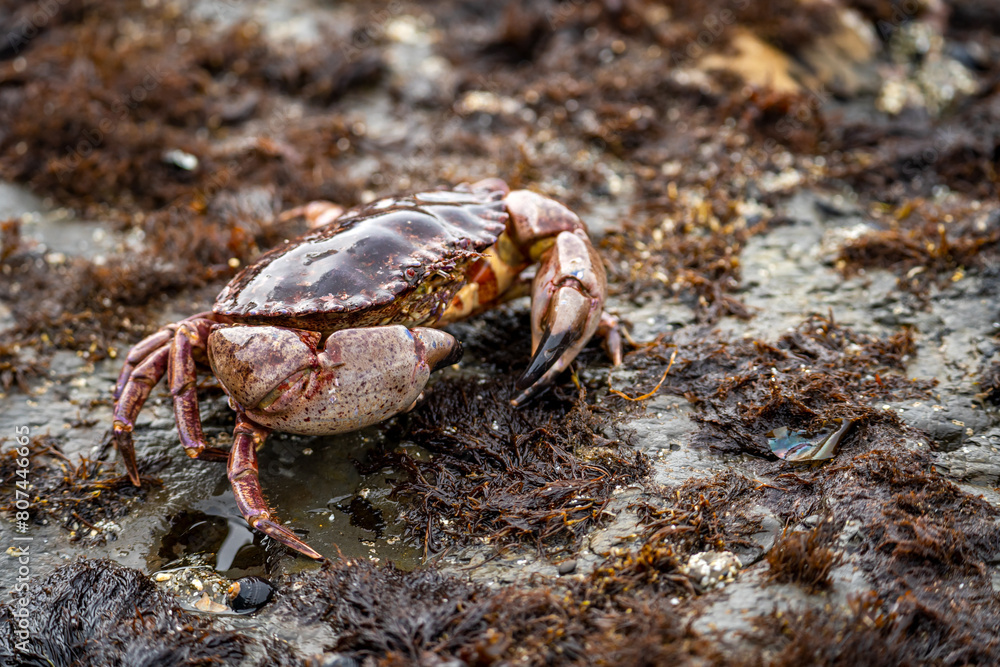 Close-up of Red Rock Crab (Cancer Productus) 