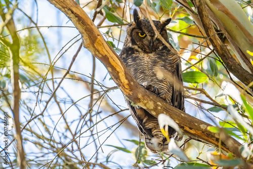 The great horned owl (Bubo virginianus) resting in tree.