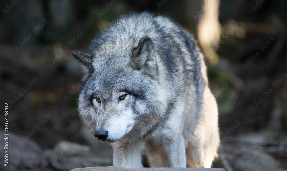 Obraz premium The Gaze of the Gray Wolf: Capturing the Wild Essence of Canis lupus. Wildlife Photography.