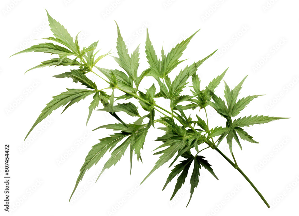 PNG Mugwort plant herbs leaf. PNG Mugwort plant herbs leaf.