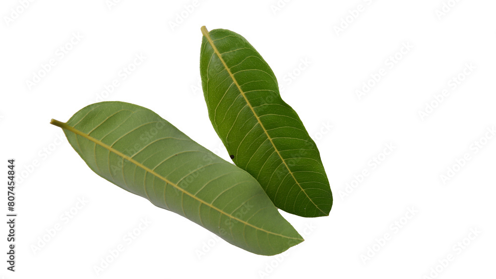 Longan leaves with Isolate Leaves on transparent background. Png file. Longan leaves with Isolate Leaves on transparent background. Png file.