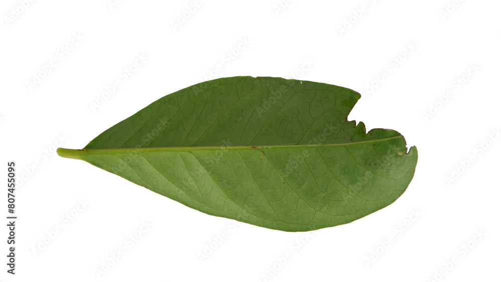 Obraz premium Hollow longan leaves with Isolate Leaves on transparent background. Png file.