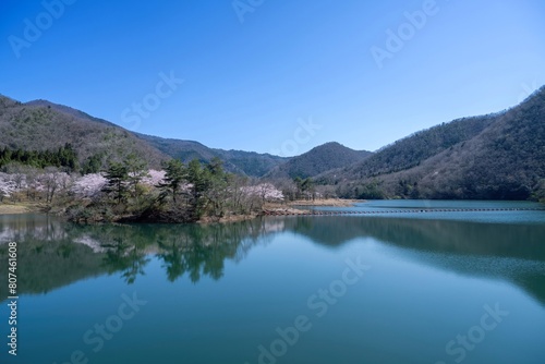 青空バックに見る満開の桜に囲まれた大野ダムの情景