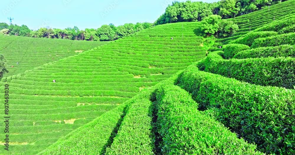 Aerial shot of tea mountain plantation in spring Aerial shot of tea mountain plantation in spring