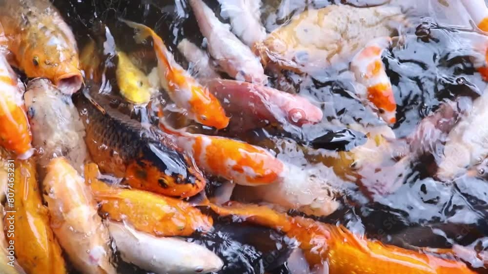 the beauty of a crowd of colorful koi fish swimming in the pond. Koi has become a kind of symbol of love and friendship. the beauty of a crowd of colorful koi fish swimming in the pond. Koi has become a kind of symbol of love and friendship.