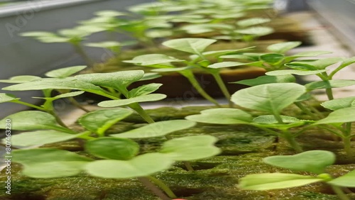 Wallpaper Mural mustard greens nursery Torontodigital.ca