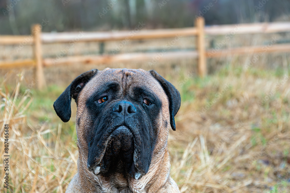 2023-13-31 PORTRAIT OF A LARGE FAWN COLORED BULL MASTIFF WITH A DARK MASK AND BRIGHT EYES ON SITTING IN A GRAS FIELD WITH HER EYES SHIFTED TO THE RIGHT AT THEOFF LEASH DOG PARK AT MARYMOOR IN REDMOND 2023-13-31 PORTRAIT OF A LARGE FAWN COLORED BULL MASTIFF WITH A DARK MASK AND BRIGHT EYES ON SITTING IN A GRAS FIELD WITH HER EYES SHIFTED TO THE RIGHT AT THEOFF LEASH DOG PARK AT MARYMOOR IN REDMOND