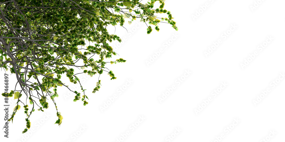 Green leaves isolated on white