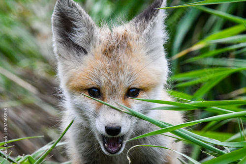 red fox cub