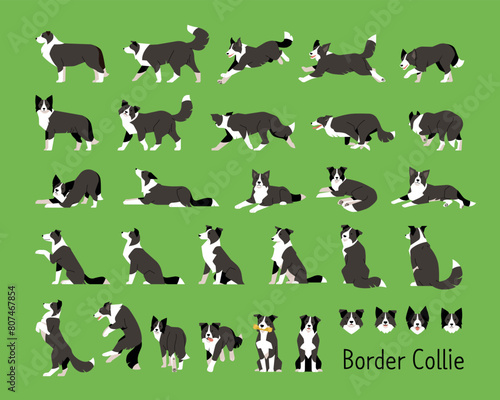 Border Collie A set of various movements and views.