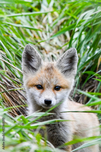 red fox cub