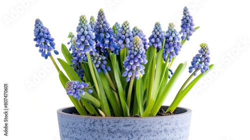 muscari in pot close up on white background generative ai