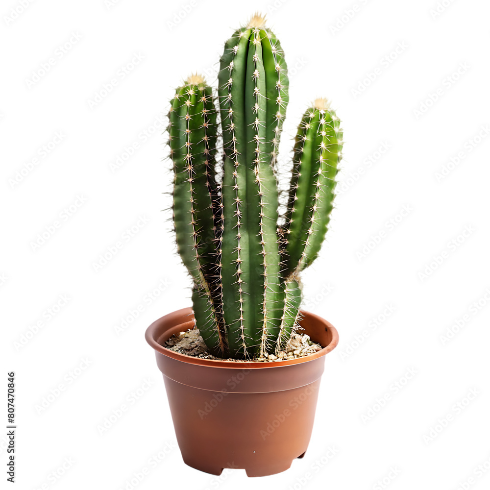 Indoor plant Indoor plant