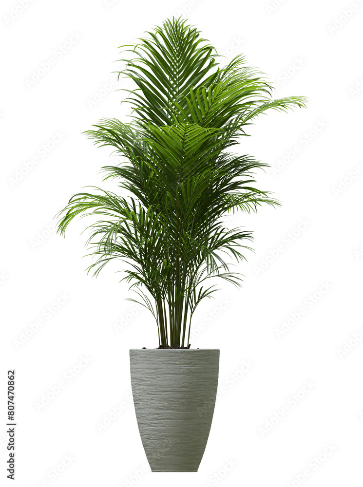 Plant, tree isolated on transparent background.