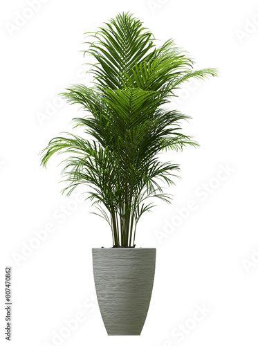 Plant, tree isolated on transparent background.