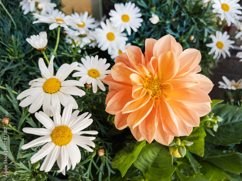 Vibrant Orange and White Daisies Close-up