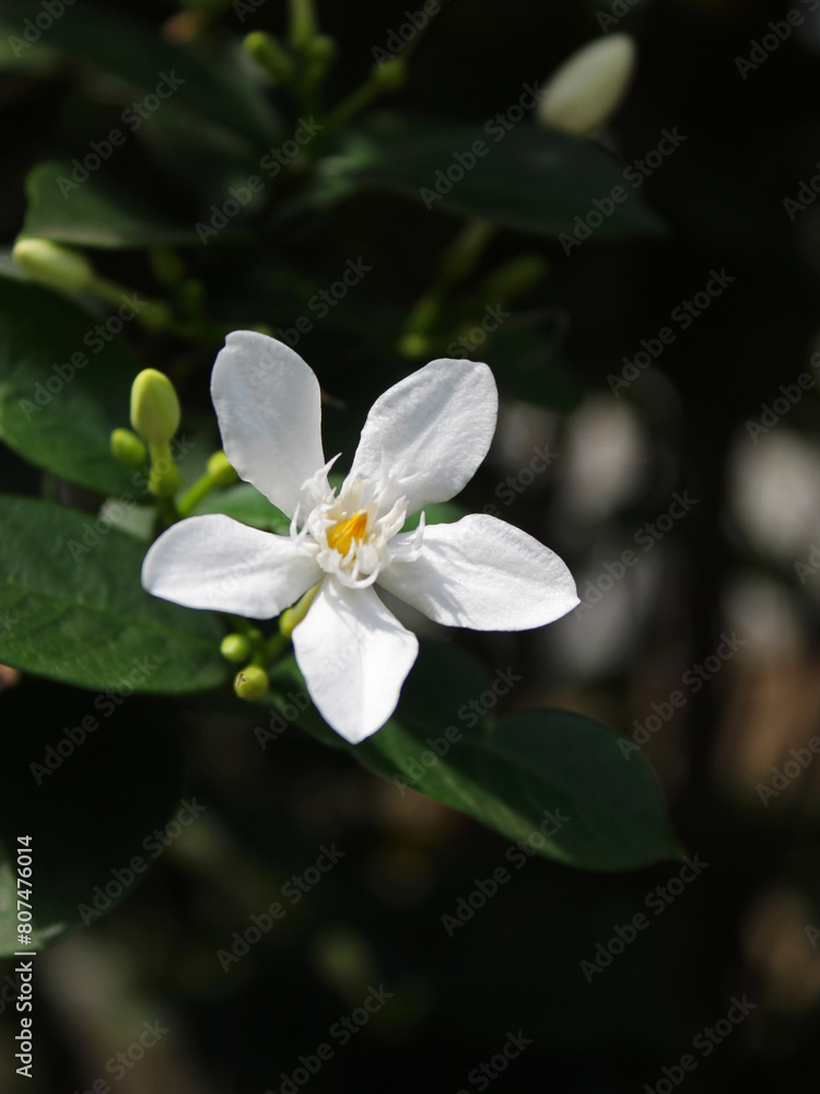 Close-up of a blooming white flower. Close-up of a blooming white flower.