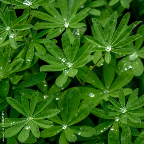 Drops of Water Settle into the Center of Lupine Leaves