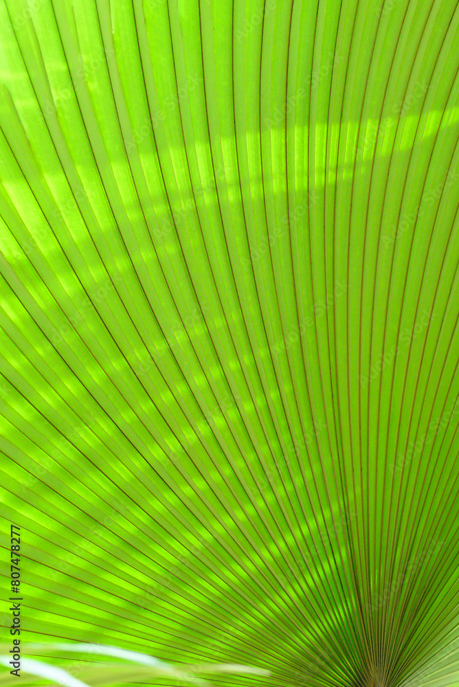 Close up of green palm leaf texture background, tropical leaf plant Close up of green palm leaf texture background, tropical leaf plant