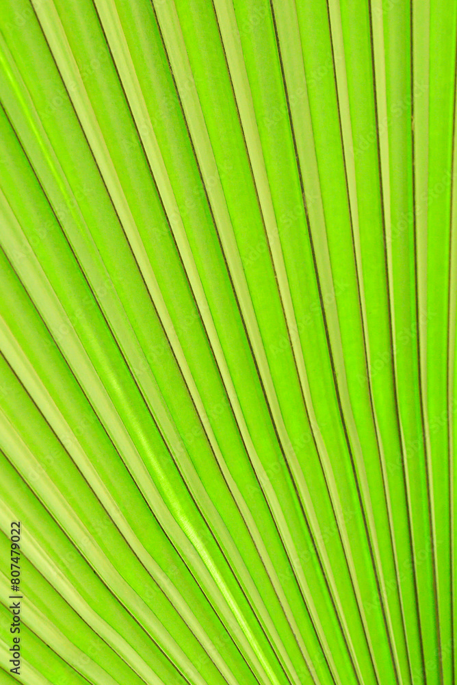 Close up of green palm leaf texture background, tropical leaf plant Close up of green palm leaf texture background, tropical leaf plant