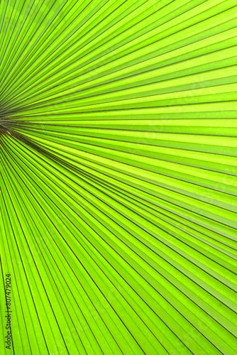 Close up of green palm leaf texture background, tropical leaf plant © nungning20
