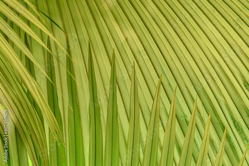 Close up of palm leaf texture background  tropical leaf plant