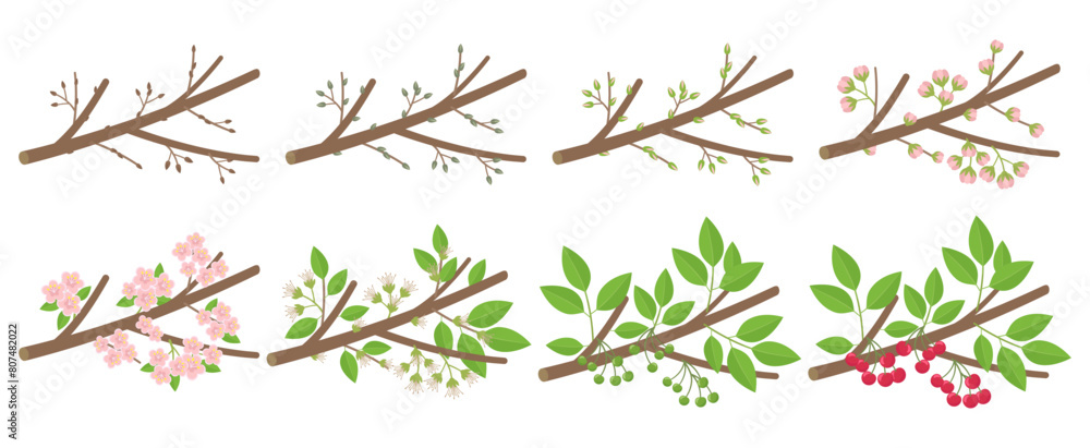 Cherry stone fruit phenological development stages of plants. Budding and flowering. Ripening growth period on a branch. Vector illustration.