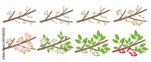 Cherry stone fruit phenological development stages of plants. Budding and flowering. Ripening growth period on a branch. Vector illustration. photo