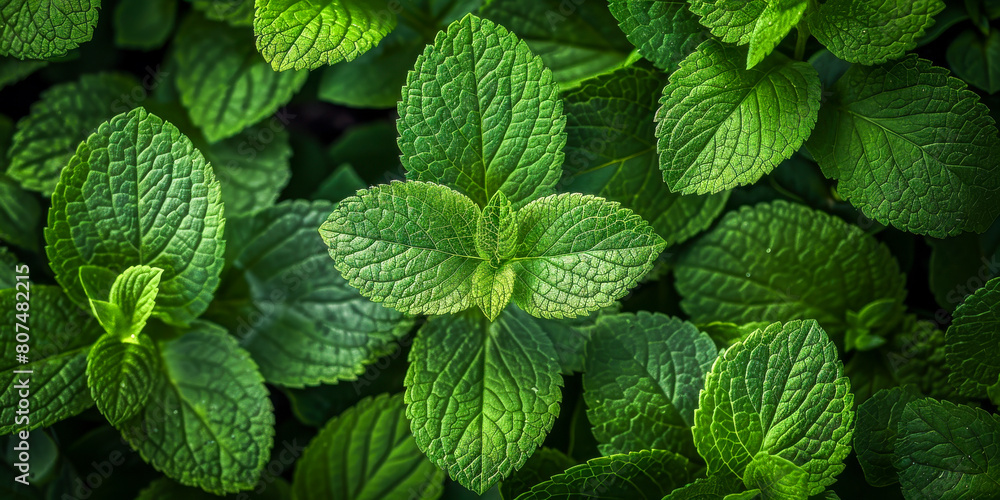 Lush Green Mint Leaves Freshness in a Verdant Garden Lush Green Mint Leaves Freshness in a Verdant Garden