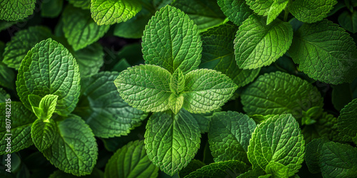 Lush Green Mint Leaves Freshness in a Verdant Garden