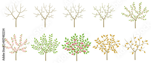 Cherry tree stone fruit phenological development stages of plants. Budding and flowering. Ripening growth period on a branch. Vector illustration. © ilyakalinin