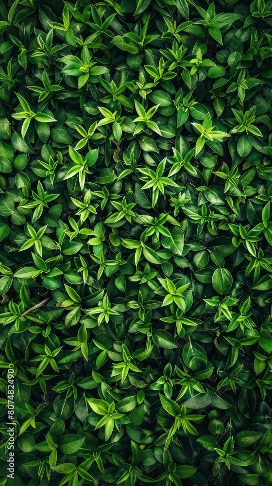 A dense green hedge covers the entire image, creating a visually appealing and natural backdrop