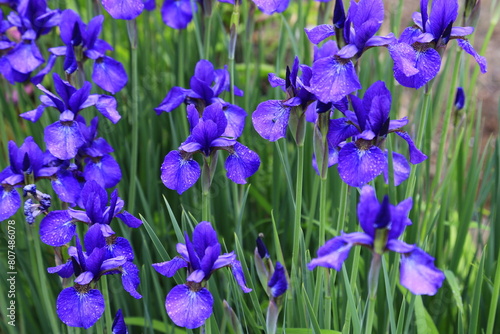 キハチの綺麗な紫の花