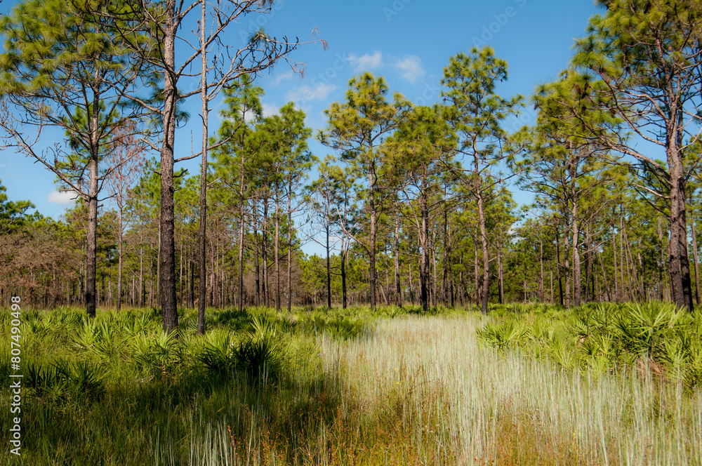 Pine flatwoods habitat at Triple Creek Preserve in Riverview, Florida. Longleaf and slash pines with an understory of saw palmettos and mixed grasses. Pine flatwoods habitat at Triple Creek Preserve in Riverview, Florida. Longleaf and slash pines with an understory of saw palmettos and mixed grasses.