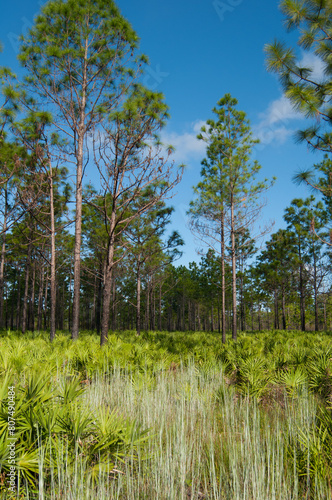 Pine flatwoods habitat at Triple Creek Preserve in Riverview, Florida. Longleaf and slash pines with an understory of saw palmettos and mixed grasses.