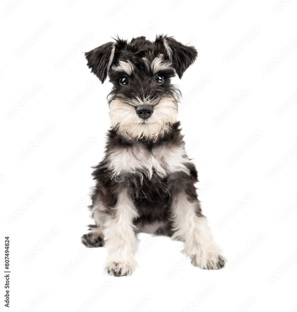 Portrait of miniature schnauzer puppy sitting isolated