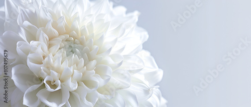 White flower background with vibrant color © AhmadSoleh
