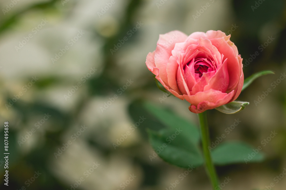 pink rose in garden pink rose in garden