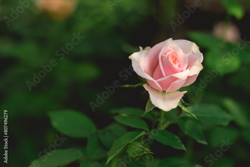 pink rose in garden