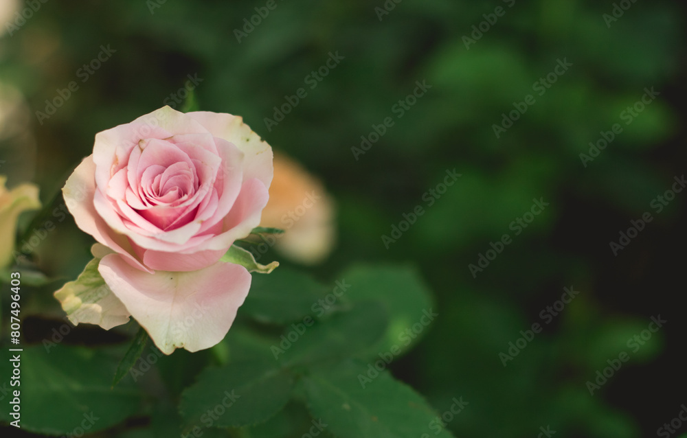 pink rose with leaves pink rose with leaves